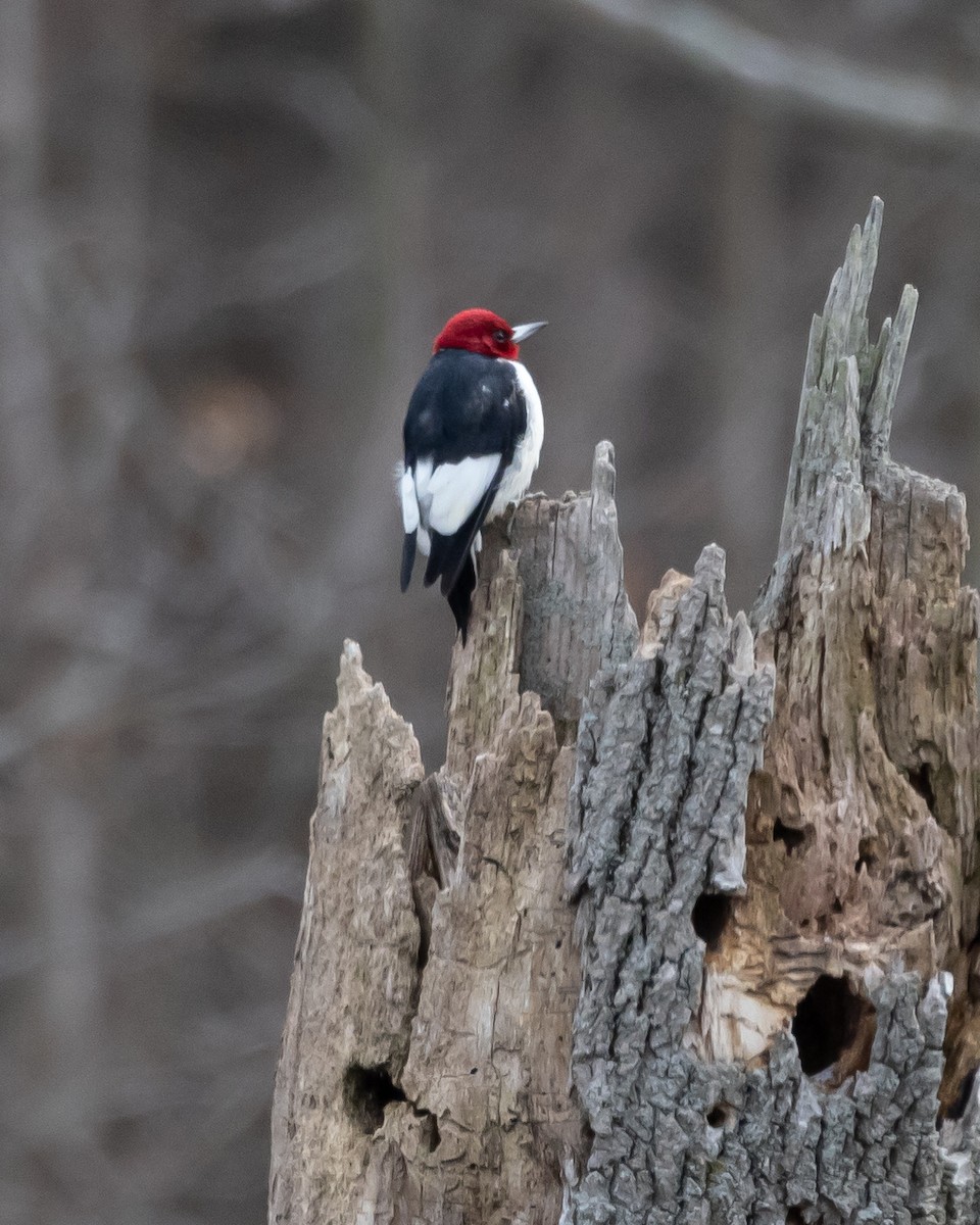 Red-headed Woodpecker - ML539451071