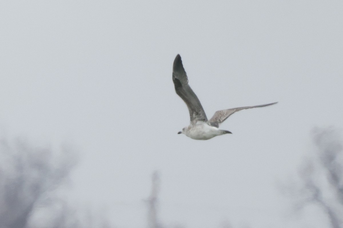 Lesser Black-backed Gull - ML539451391