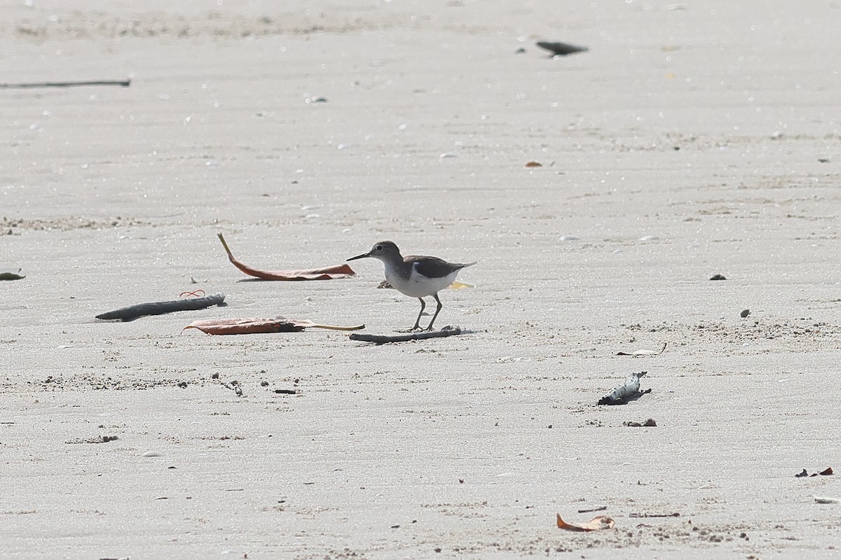 Common Sandpiper - ML539451991