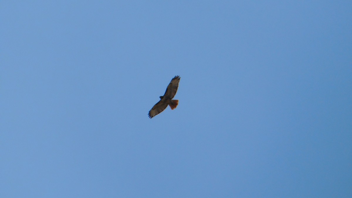Red-tailed Hawk - ML539452051