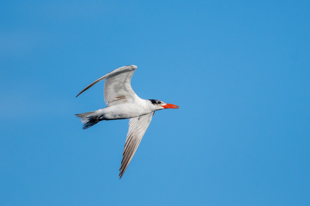 Caspian Tern - Kyle Matera