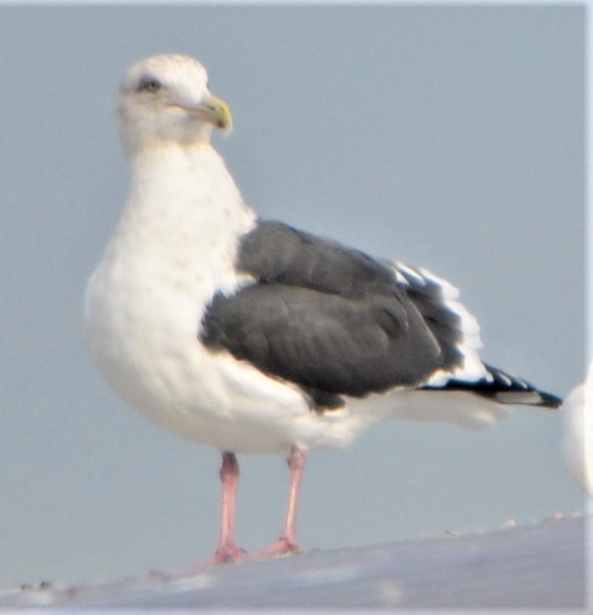 Slaty-backed Gull - ML539452611