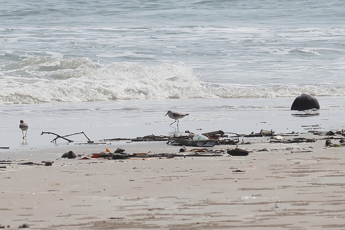 Common Sandpiper - John Mercer