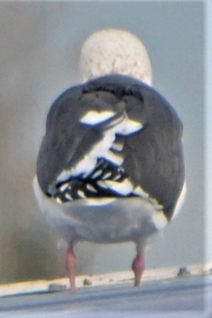 Slaty-backed Gull - ML539452911