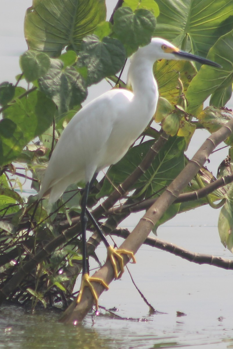 Snowy Egret - David Weaver