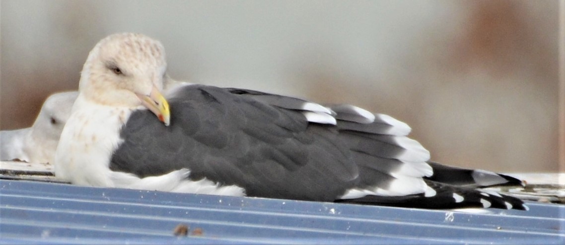 Slaty-backed Gull - ML539453461