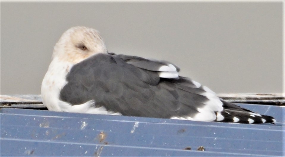 Slaty-backed Gull - ML539453721