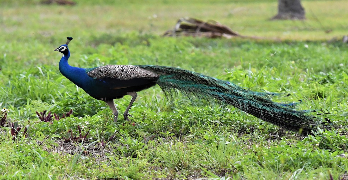 Indian Peafowl - ML539453911