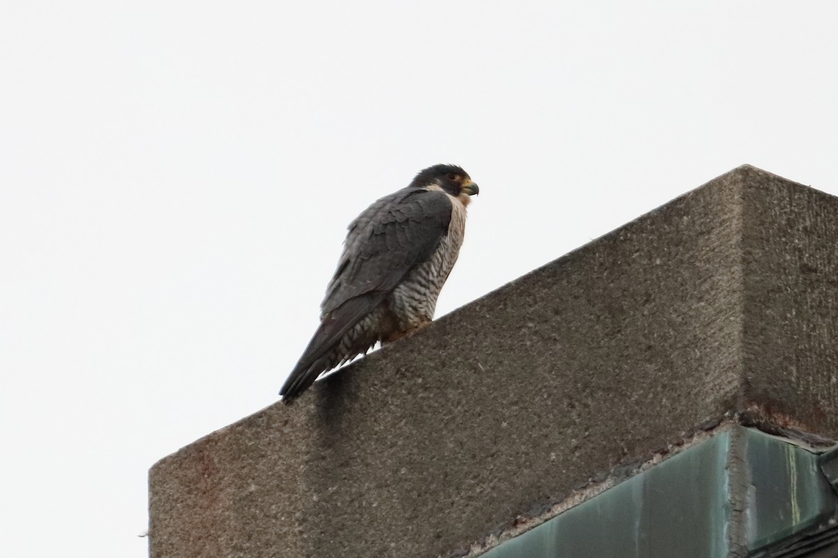 Peregrine Falcon - ML539454591