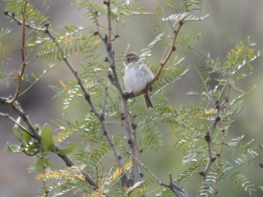 Chipping Sparrow - ML539455081