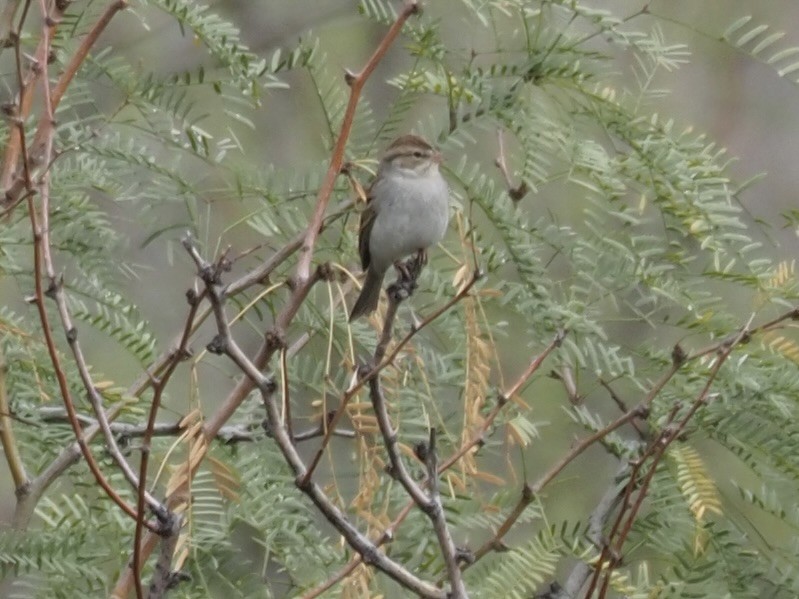 Chipping Sparrow - ML539455401