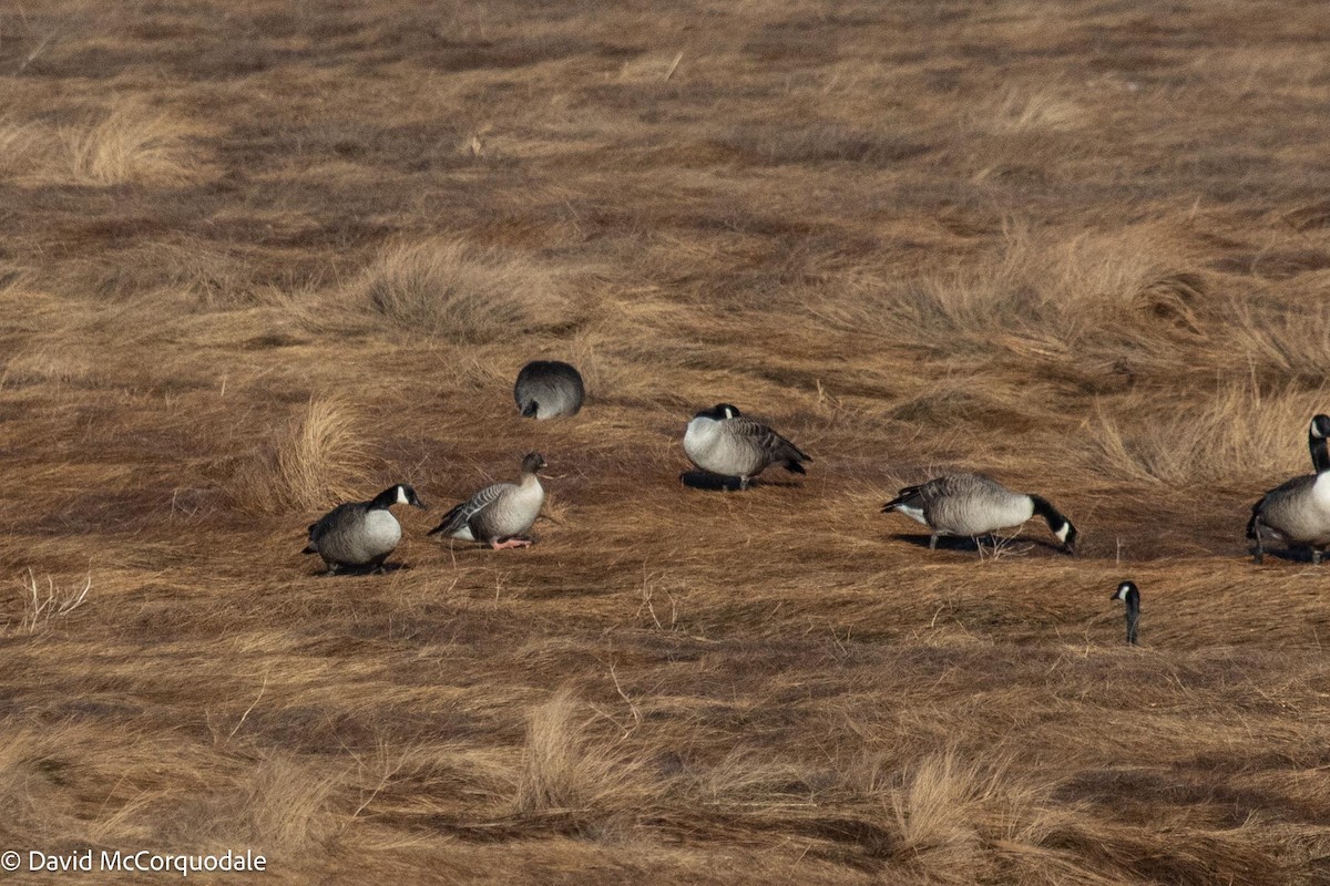 Pink-footed Goose - ML539456781