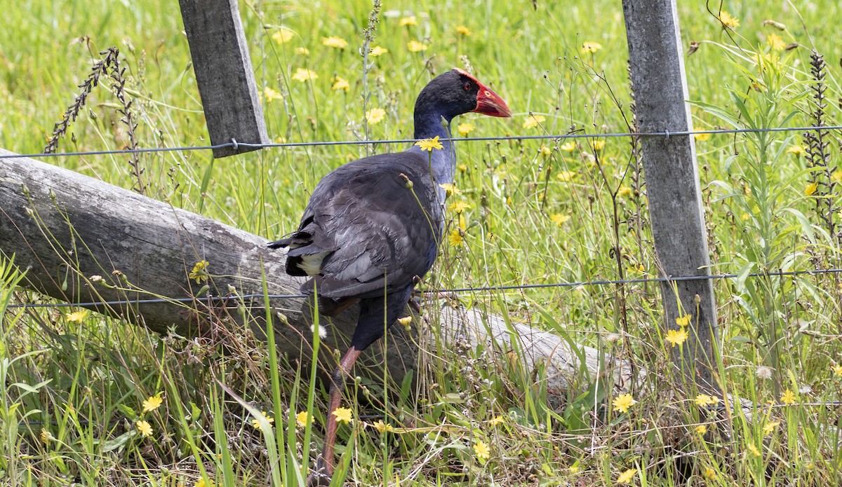 Australasian Swamphen - ML539457171