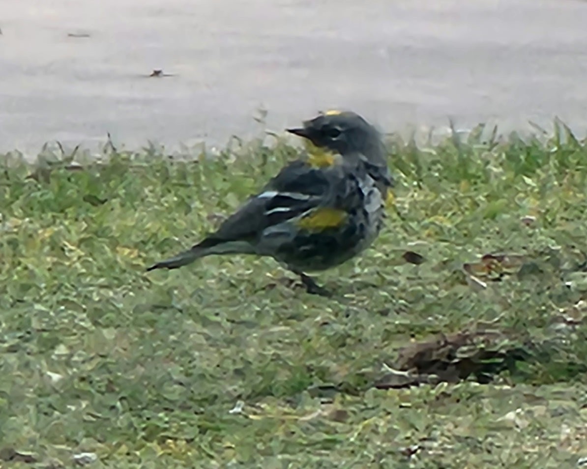 Yellow-rumped Warbler - ML539457341