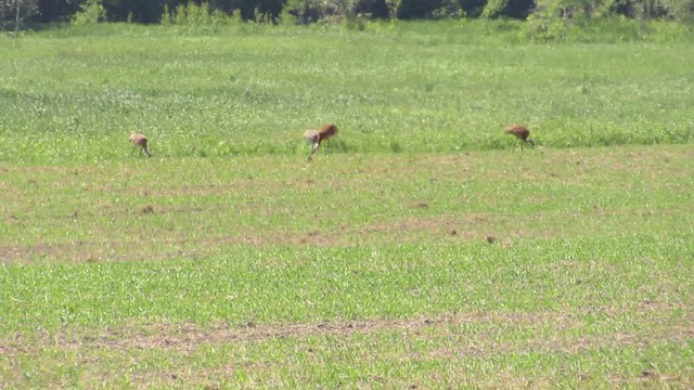 Sandhill Crane - ML539458101