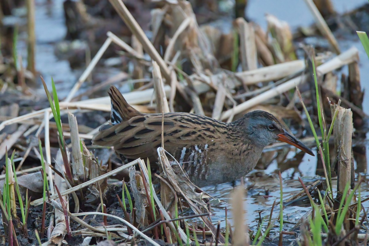 Brown-cheeked Rail - ML539458211