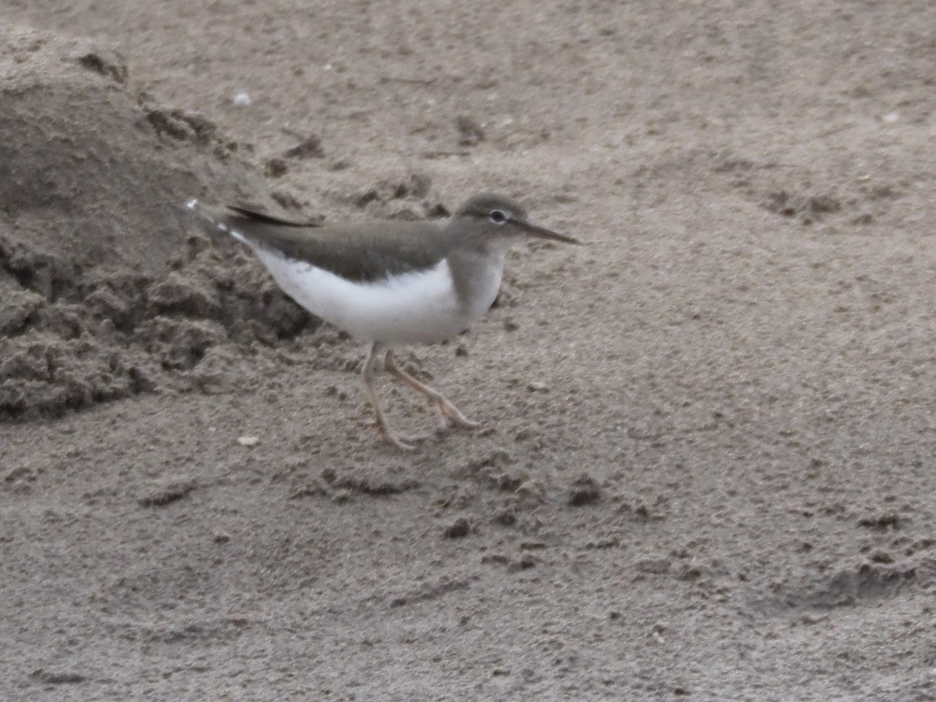 Spotted Sandpiper - ML539459401