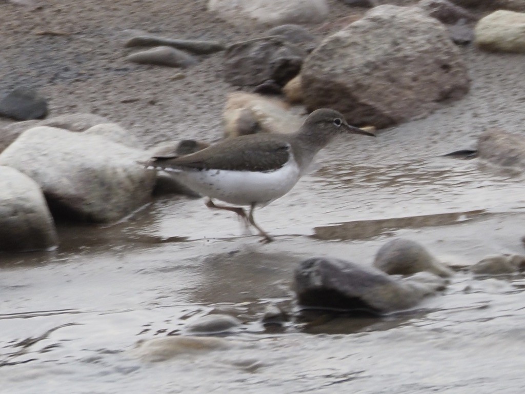 Spotted Sandpiper - Kelly Siderio