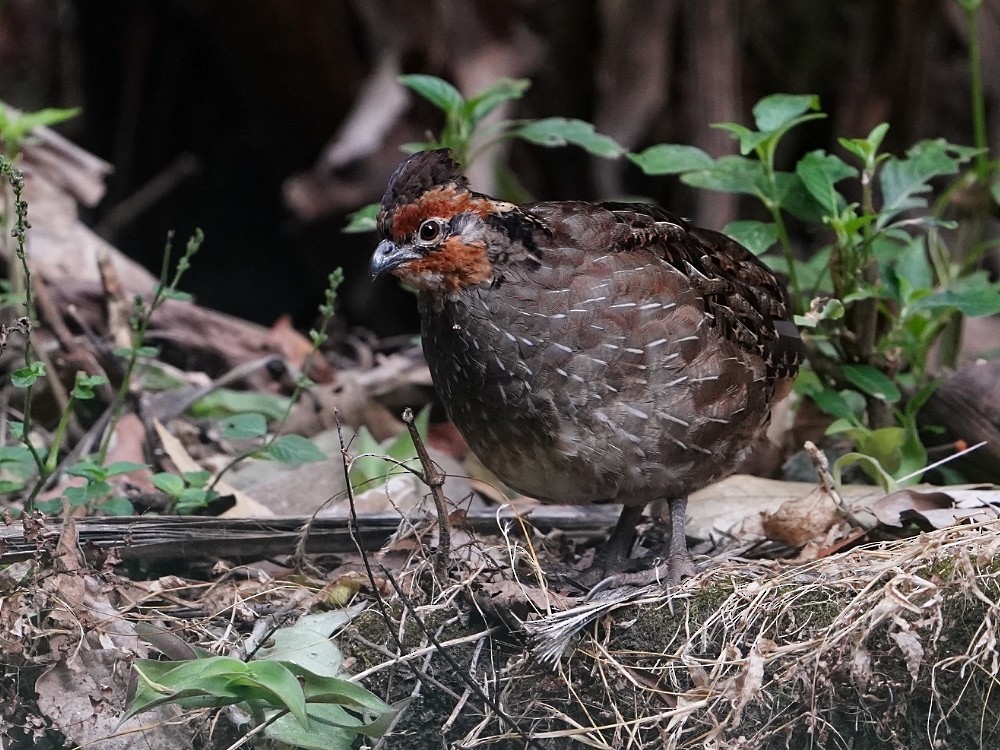 Singing Quail - Carlos Ulate