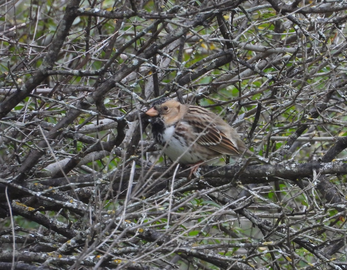 Harris's Sparrow - ML539461081