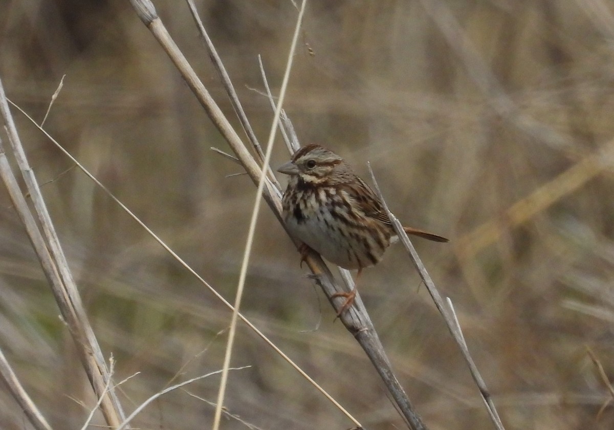 Song Sparrow - ML539461361