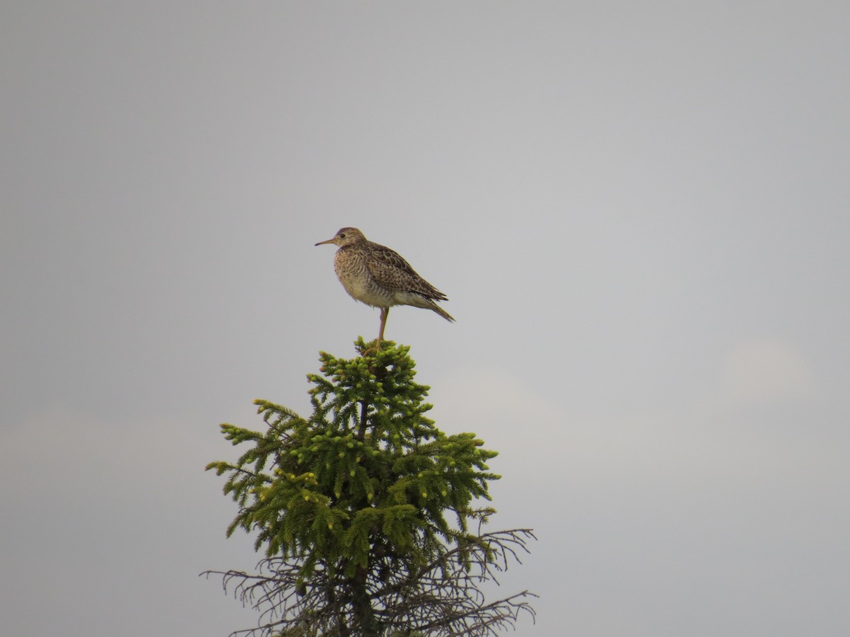 Прерийный кроншнеп - ML539461771