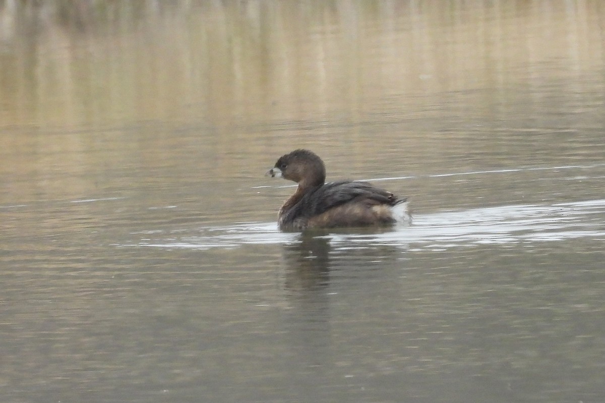 Pied-billed Grebe - ML539462921