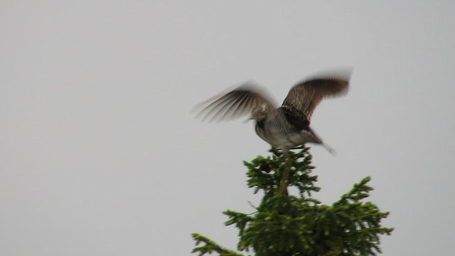 Прерийный кроншнеп - ML539463231