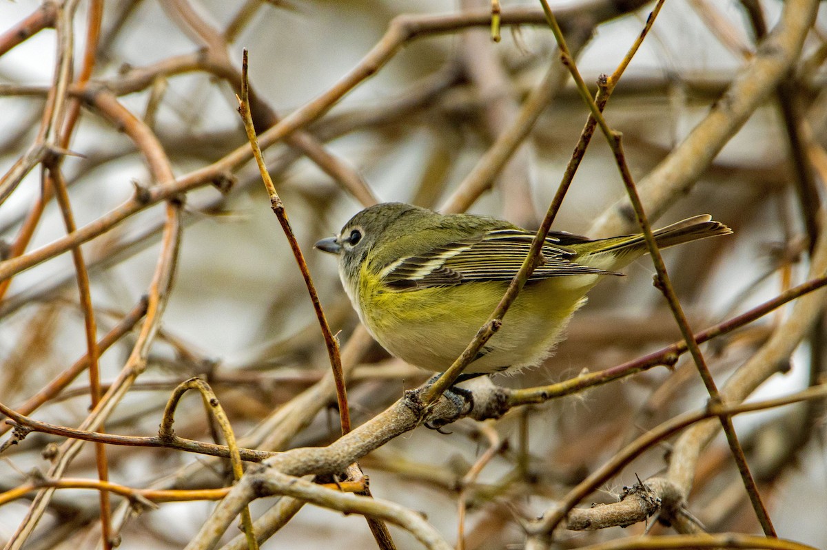 Cassin's Vireo - Renee Frederick