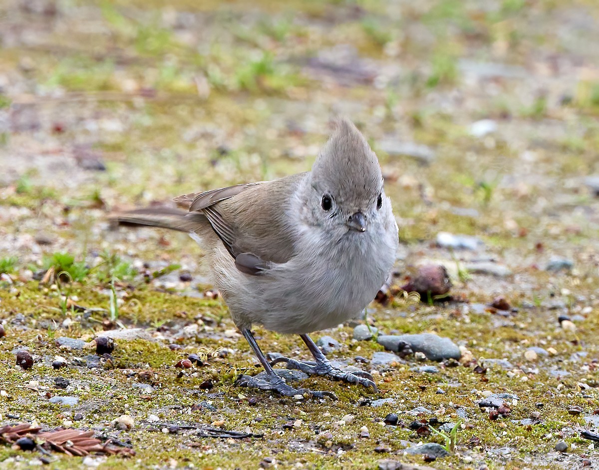 Oak Titmouse - ML539463761