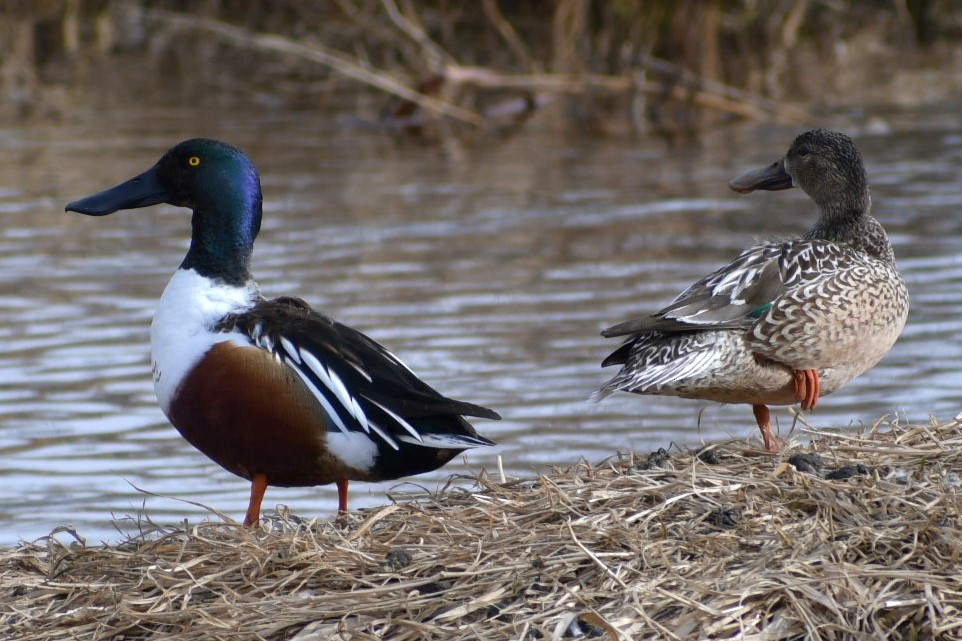 Northern Shoveler - ML539463811