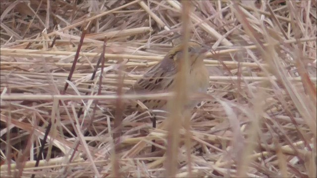 LeConte's Sparrow - ML539463871