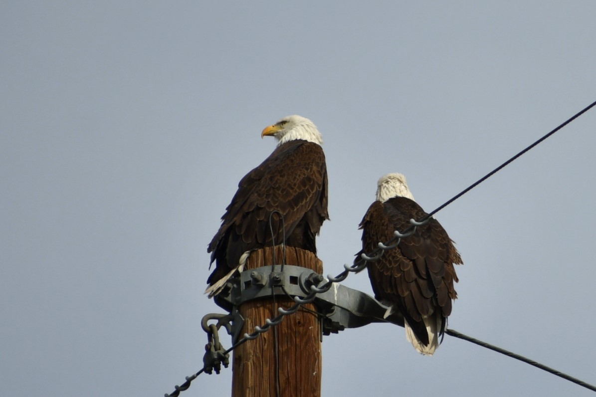 Bald Eagle - Barbra Sobhani