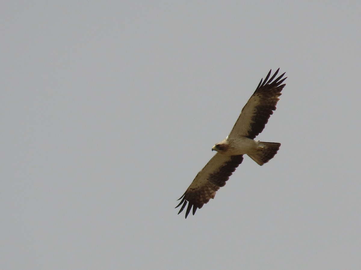 Águila Calzada - ML539464081