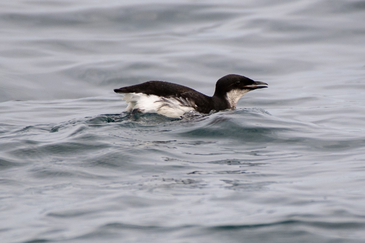 Thick-billed Murre - ML539464141