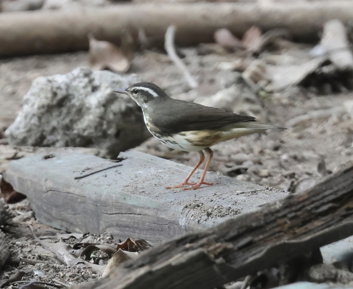 Louisiana Waterthrush - Trevor Churchill