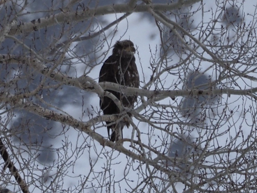 Bald Eagle - ML539465141