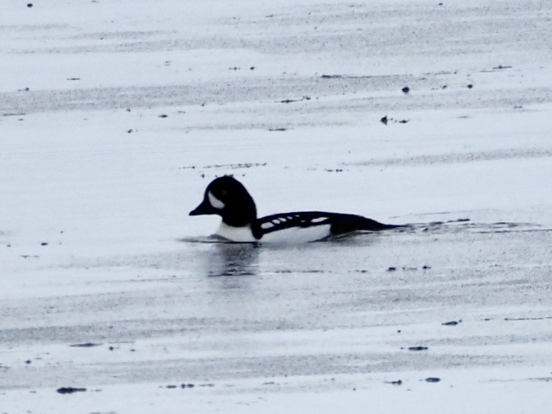 Barrow's Goldeneye - ML539465181