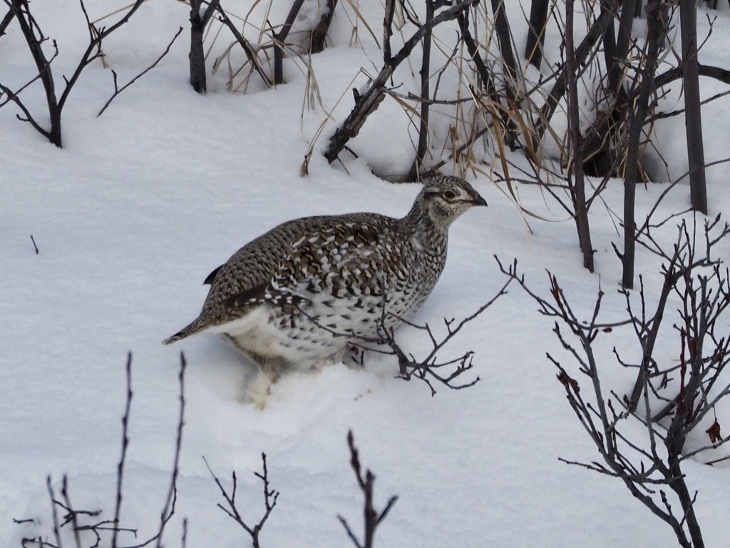 Sharp-tailed Grouse - ML539465231