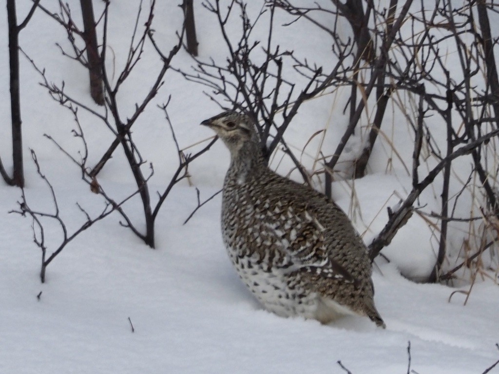 Sharp-tailed Grouse - ML539465281
