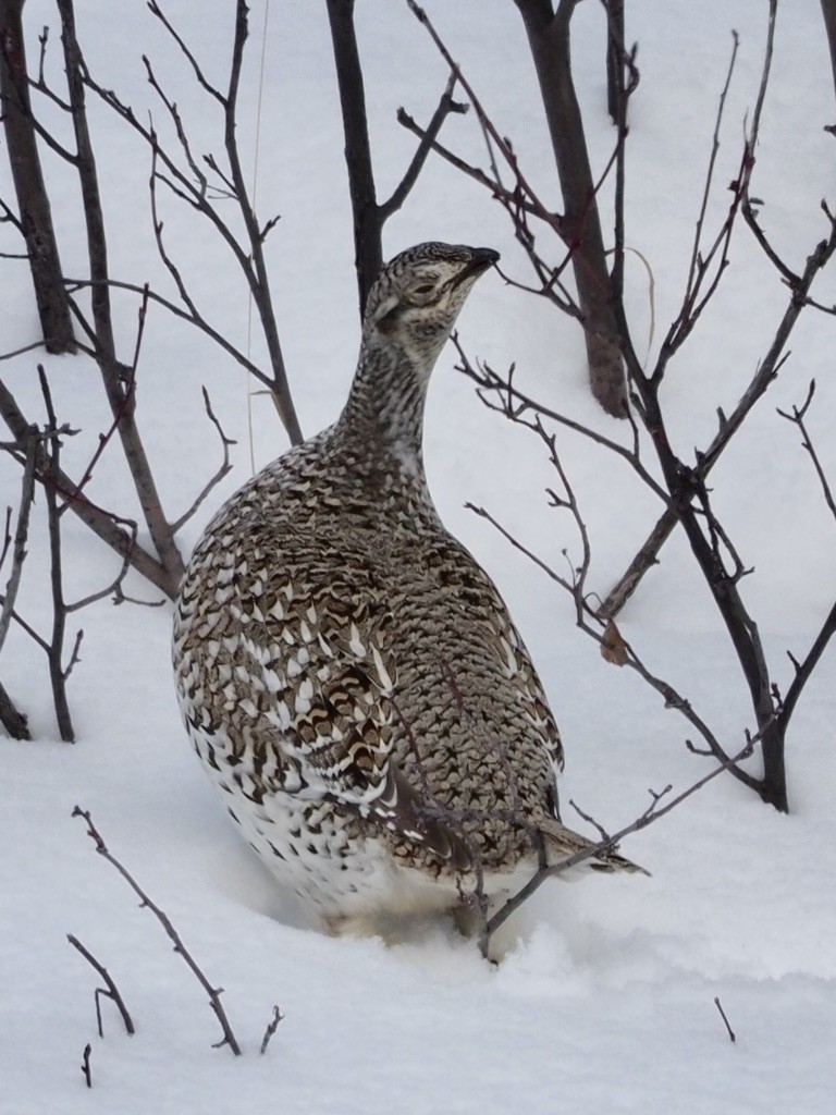 Sharp-tailed Grouse - ML539465341