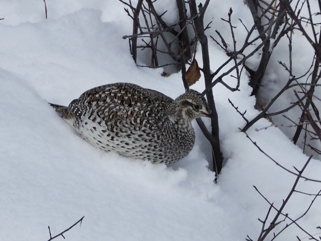 Sharp-tailed Grouse - ML539465361