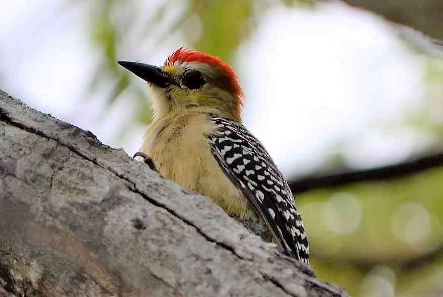 Red-crowned Woodpecker - ML539465401
