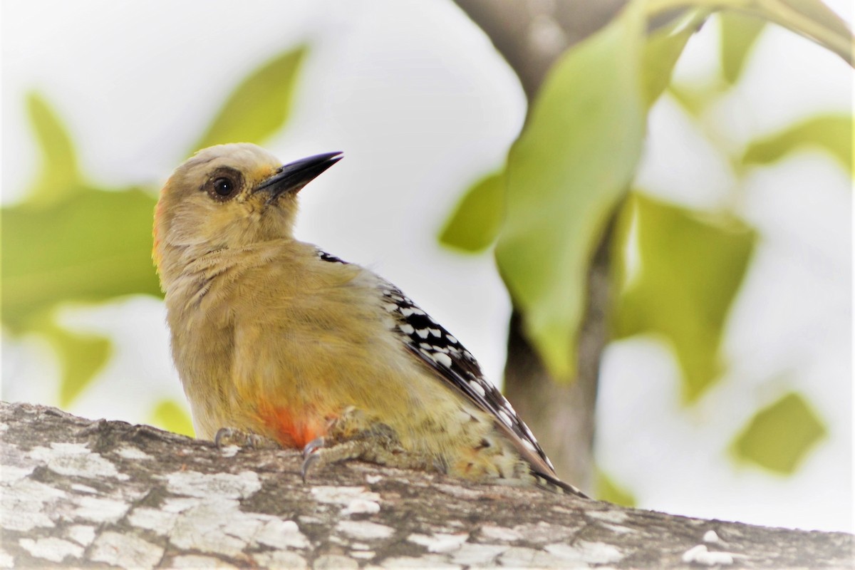 Red-crowned Woodpecker - ML539465411