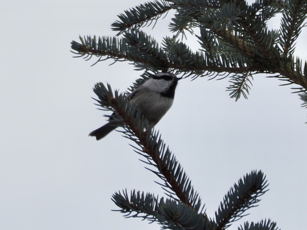 Mountain Chickadee - ML539465431