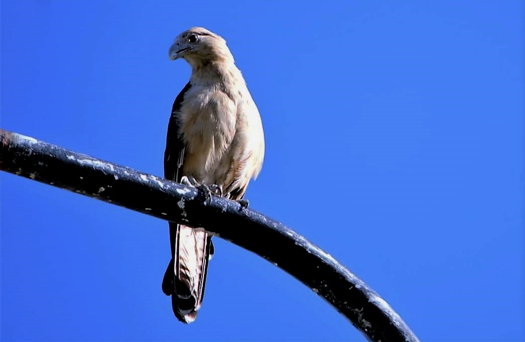 Caracara Chimachima - ML539465551