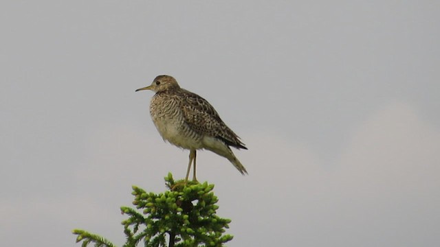 Прерийный кроншнеп - ML539465771