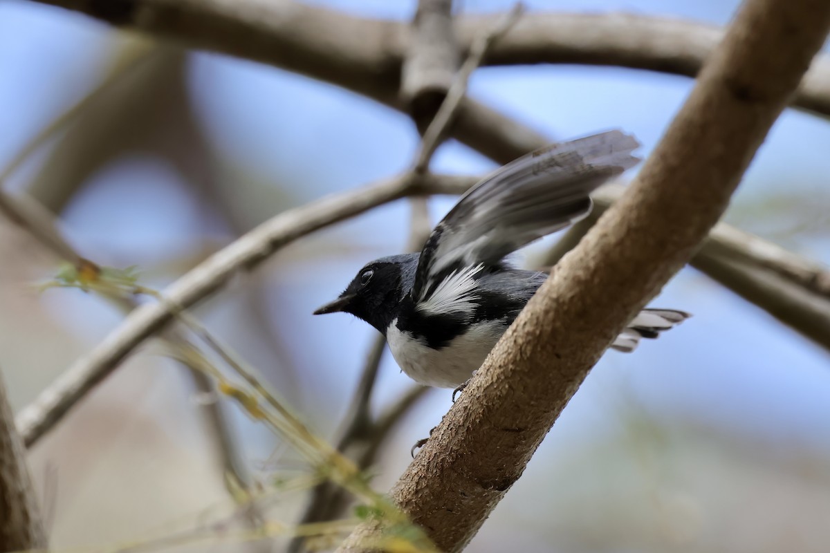 Black-throated Blue Warbler - Trevor Churchill