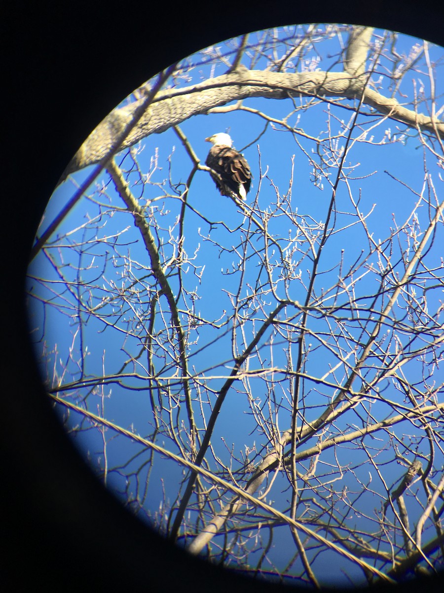 Bald Eagle - ML53946611