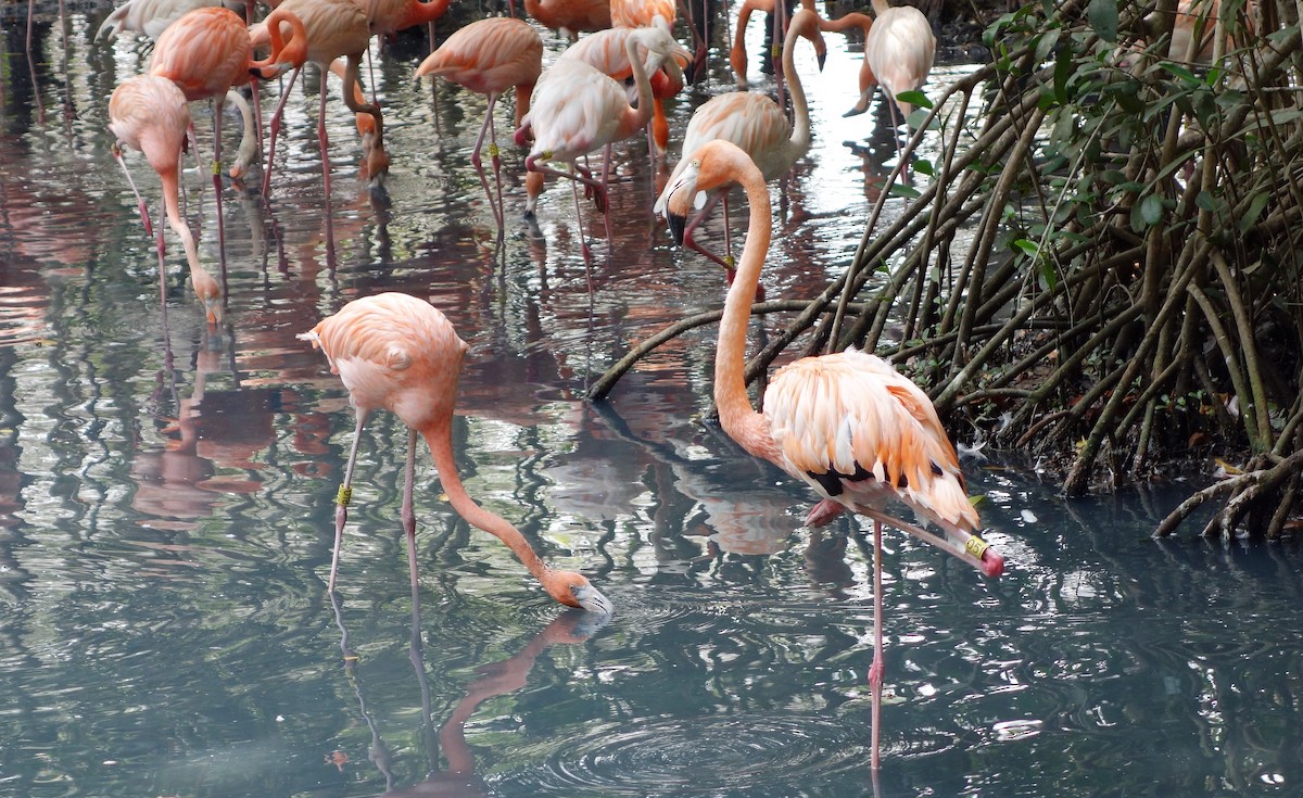 American Flamingo - Rodolfo Dodero